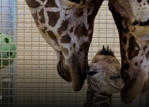 Ternura que da la vuelta al mundo: nace cría de jirafa en zoológico de Utah