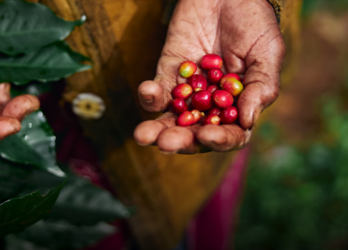 El mercado laboral del campo cerró 2025 con su mejor balance en años