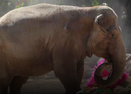 Trompita llega a los 65 años bajo cuidado especializado en Guatemala