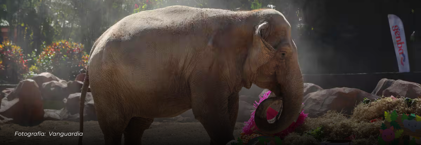 Trompita llega a los 65 años bajo cuidado especializado en Guatemala