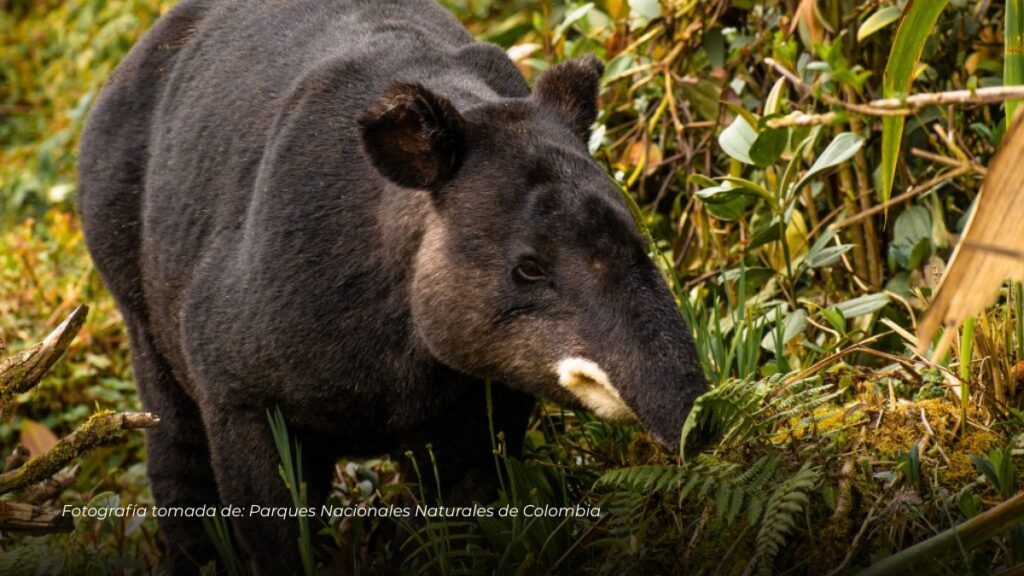 Confirman presencia de 15 dantas de montaña y nacimiento de crías en bosques del Quindío