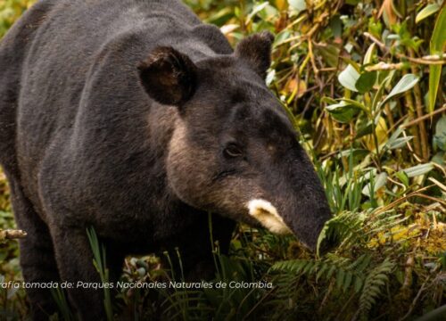 Confirman presencia de 15 dantas de montaña y nacimiento de crías en bosques del Quindío