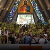 Quindío refuerza controles para proteger la palma de cera en Domingo de Ramos