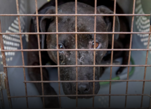 Cae red de peleas de perros en la vereda Aurora Alta de La Calera: 13 capturados