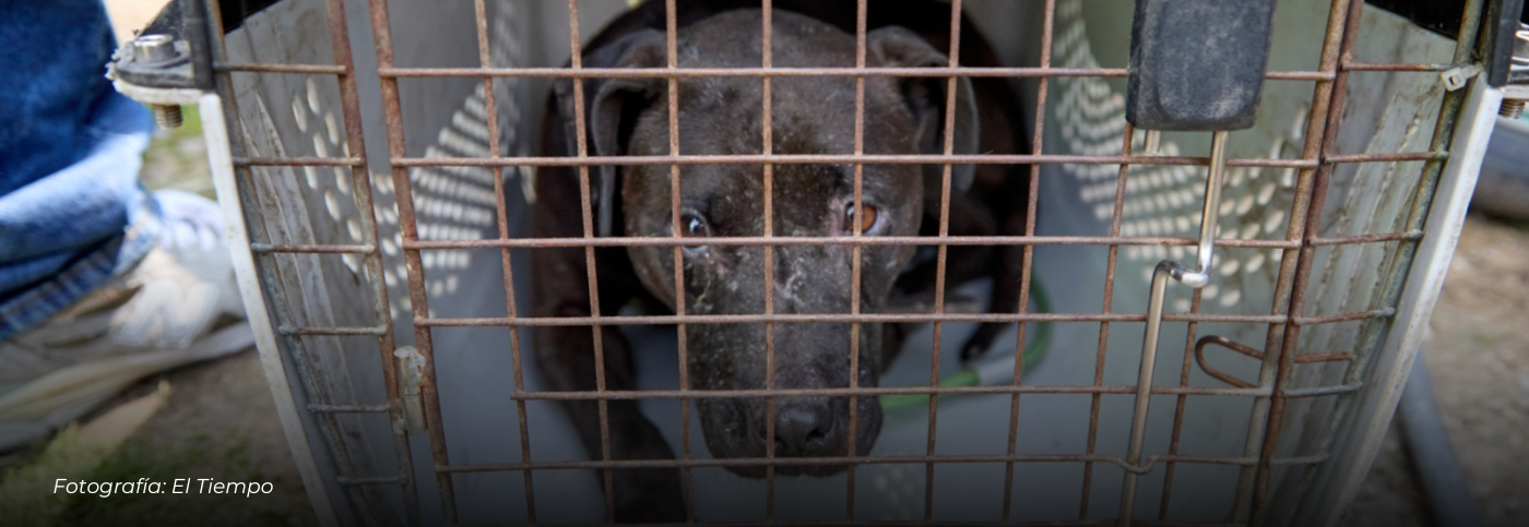 Cae red de peleas de perros en la vereda Aurora Alta de La Calera: 13 capturados