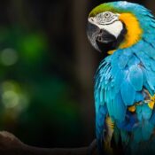 23 animales rescatados no volverán a su hábitat y quedarán bajo cuidado en Medellín