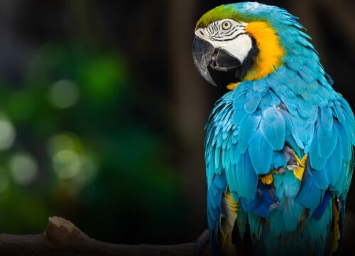 23 animales rescatados no volverán a su hábitat y quedarán bajo cuidado en Medellín