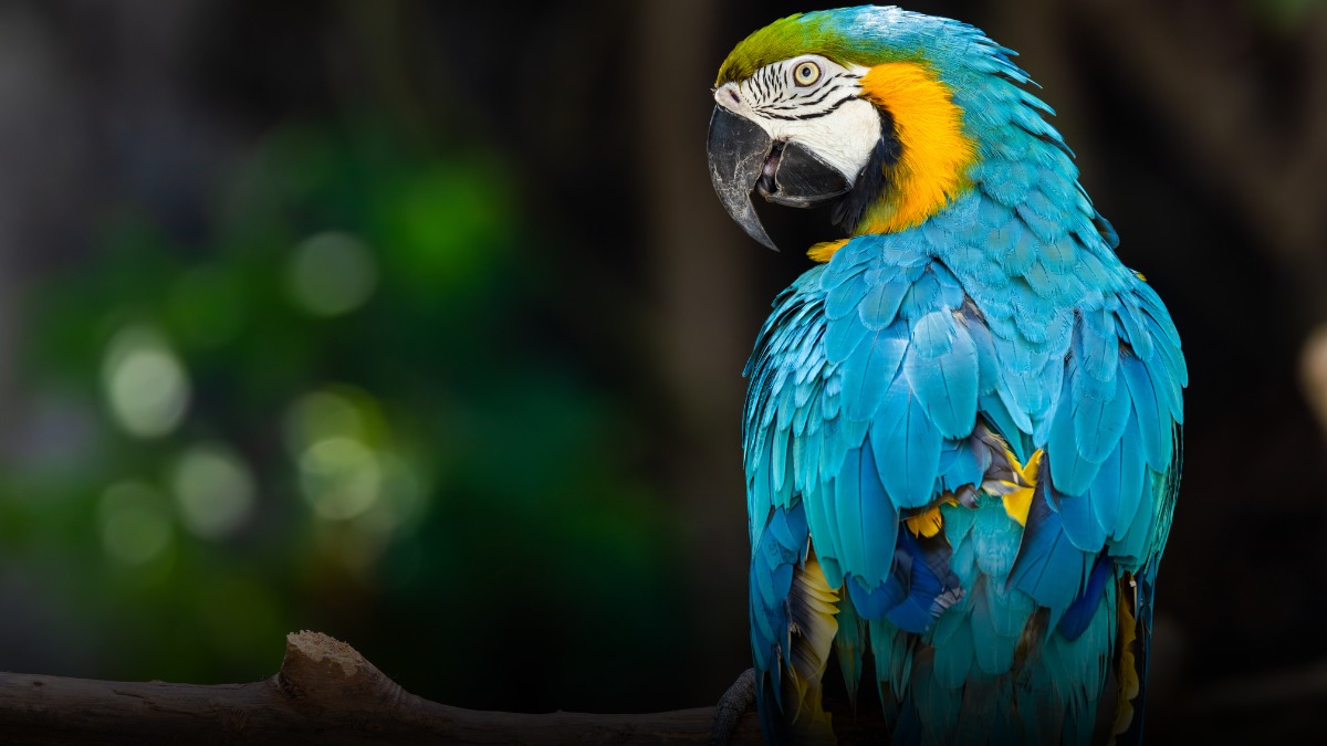 23 animales rescatados no volverán a su hábitat y quedarán bajo cuidado en Medellín