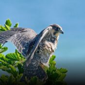 Avistan halcón peregrino, el ave más rápida del mundo, en Manizales