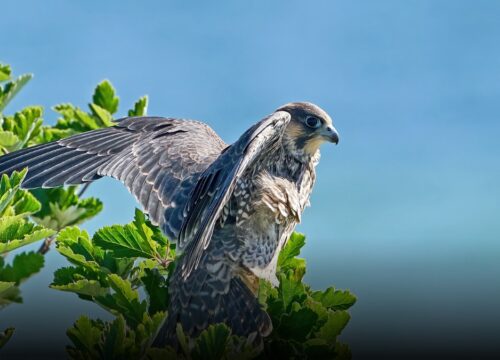 Avistan halcón peregrino, el ave más rápida del mundo, en Manizales