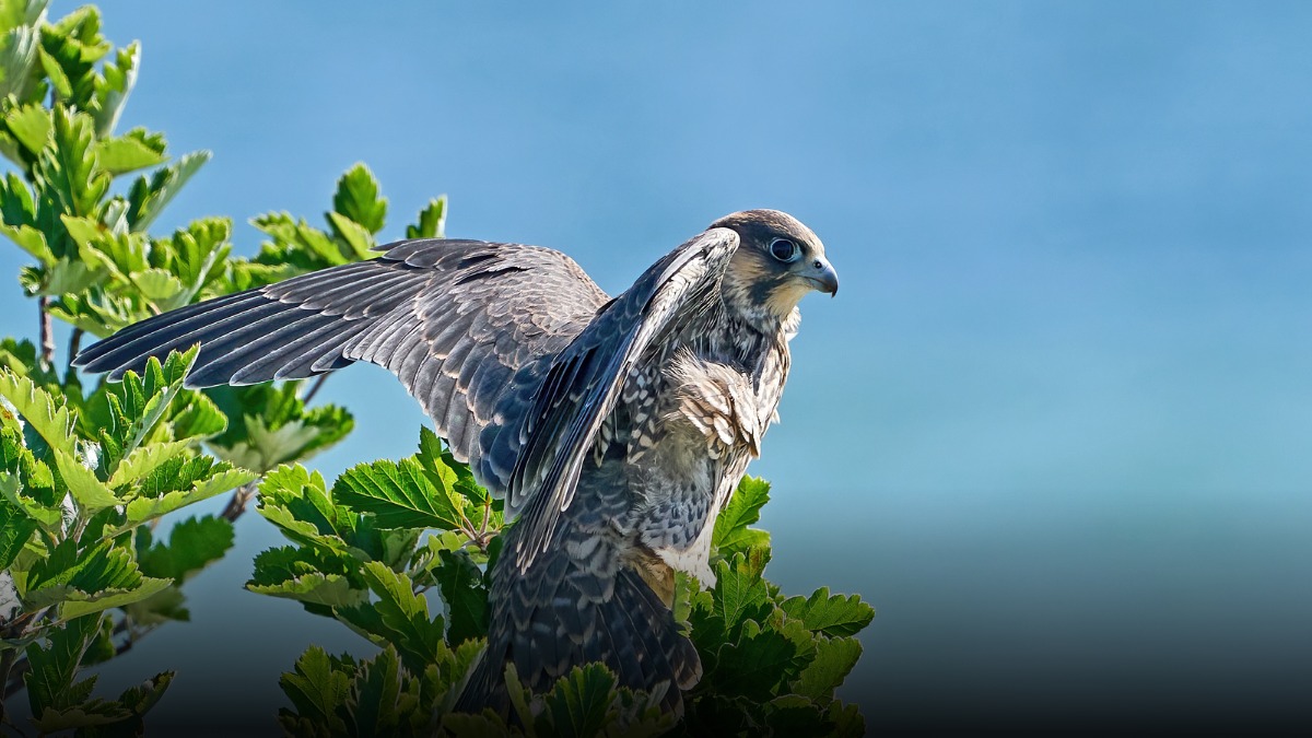 Avistan halcón peregrino, el ave más rápida del mundo, en Manizales