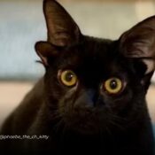 Dobby, la gata con cuatro orejas que se volvió viral y muchos creían hecha con inteligencia artificial