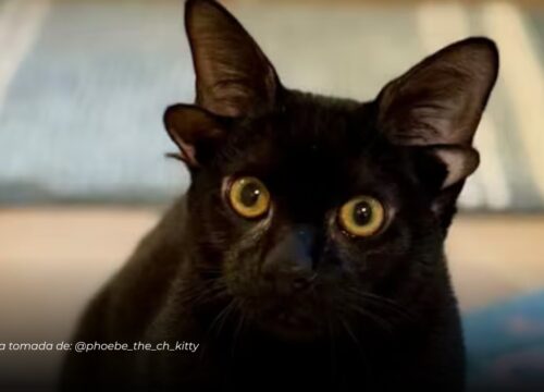Dobby, la gata con cuatro orejas que se volvió viral y muchos creían hecha con inteligencia artificial