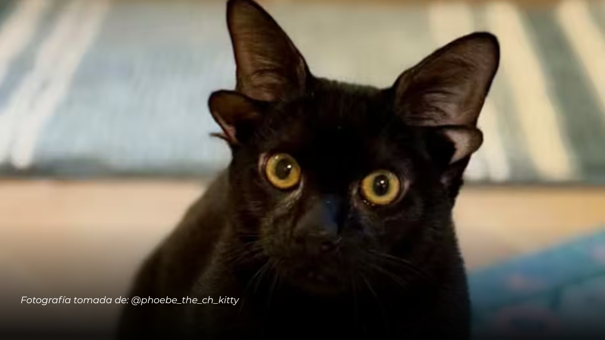 Dobby, la gata con cuatro orejas que se volvió viral y muchos creían hecha con inteligencia artificial