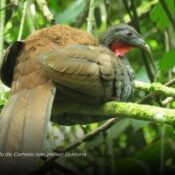 Avistan por primera vez pava caucana en Manizales