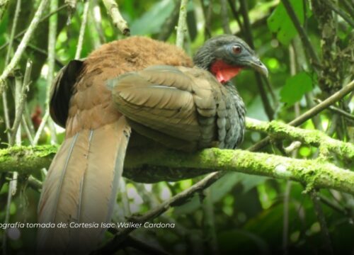 Avistan por primera vez pava caucana en Manizales