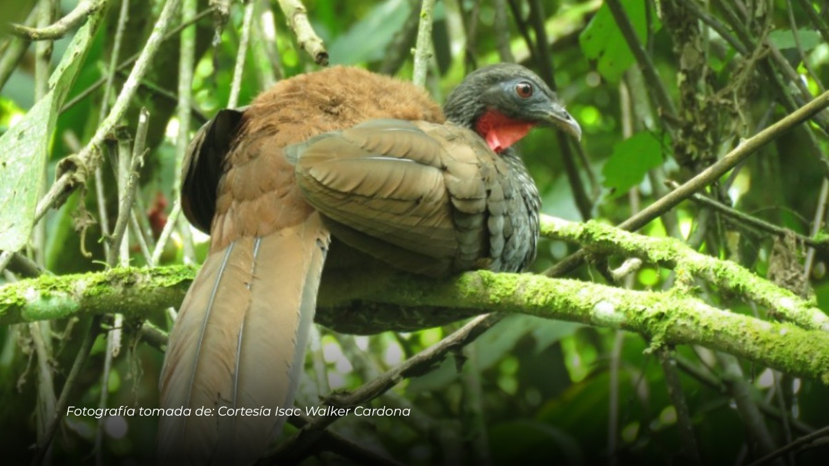 Avistan por primera vez pava caucana en Manizales