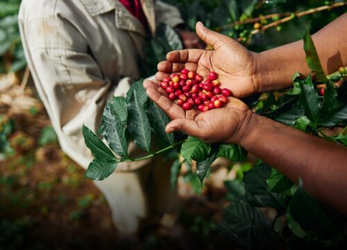 Café en Colombia supera los $2,18 millones por carga este 16 de marzo