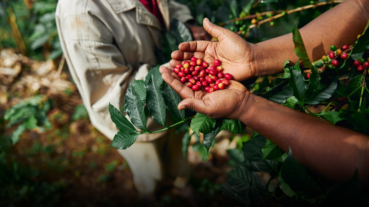 Café en Colombia supera los $2,18 millones por carga este 16 de marzo