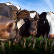 Lecheros en Colombia alertan pérdidas de $76 por litro pese a leve aumento en el precio