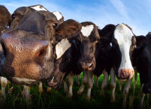 Lecheros en Colombia alertan pérdidas de $76 por litro pese a leve aumento en el precio