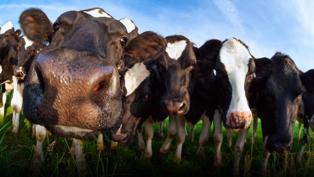 Lecheros en Colombia alertan pérdidas de $76 por litro pese a leve aumento en el precio