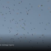 Miles de gavilanes migratorios fueron avistados durante su paso por el oriente de Caldas