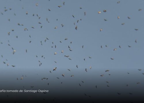 Miles de gavilanes migratorios fueron avistados durante su paso por el oriente de Caldas