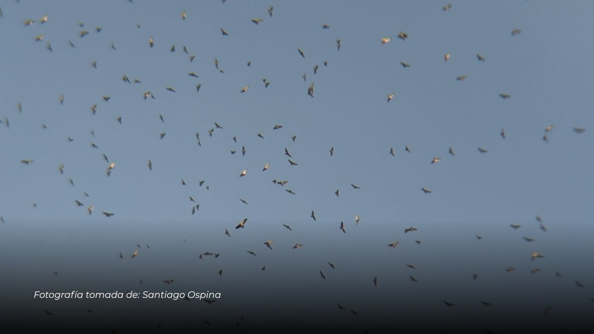 Miles de gavilanes migratorios fueron avistados durante su paso por el oriente de Caldas