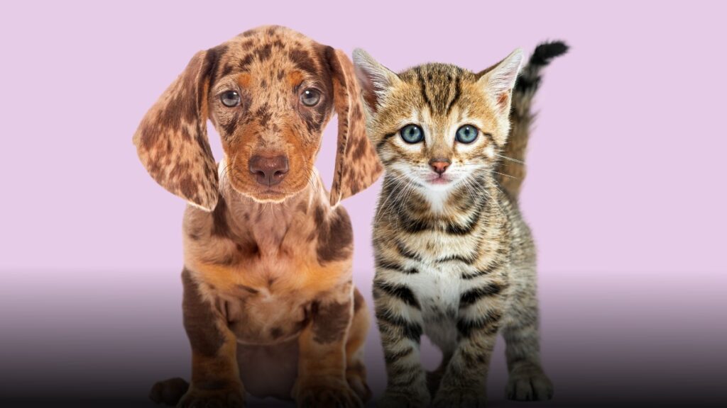 Colombia reglamenta esterilización gratuita de mascotas con nuevo modelo nacional obligatorio