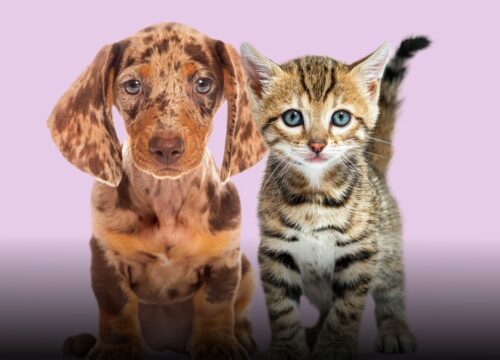 Colombia reglamenta esterilización gratuita de mascotas con nuevo modelo nacional obligatorio