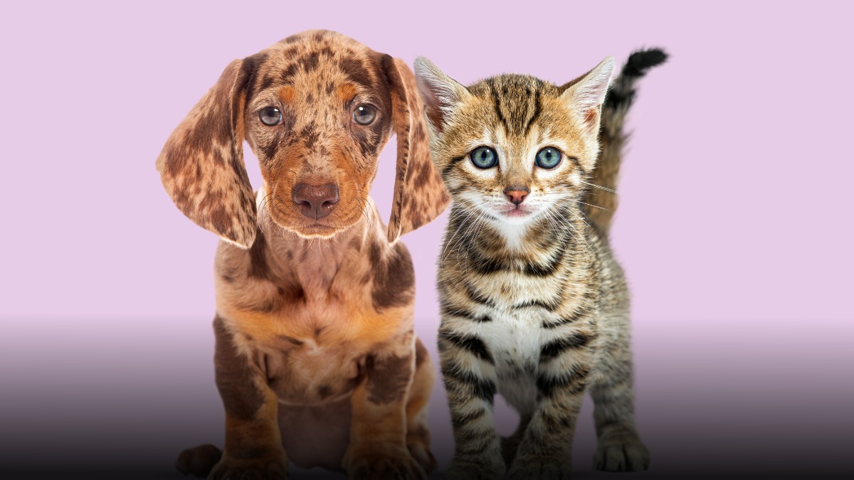 Colombia reglamenta esterilización gratuita de mascotas con nuevo modelo nacional obligatorio