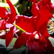 Colombiano es reconocido por National Geographic por su labor en conservación de orquídeas
