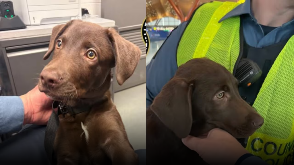 Abandonan cachorro en aeropuerto de Pittsburgh y dueño enfrenta cargos por crueldad animal