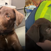 Abandonan cachorro en aeropuerto de Pittsburgh y dueño enfrenta cargos por crueldad animal