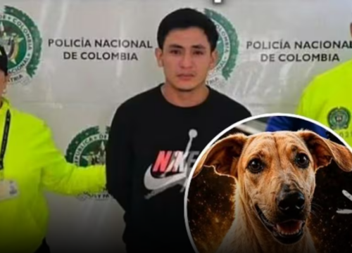 A prisión presunto responsable de la muerte de la perrita Kira en Bucaramanga