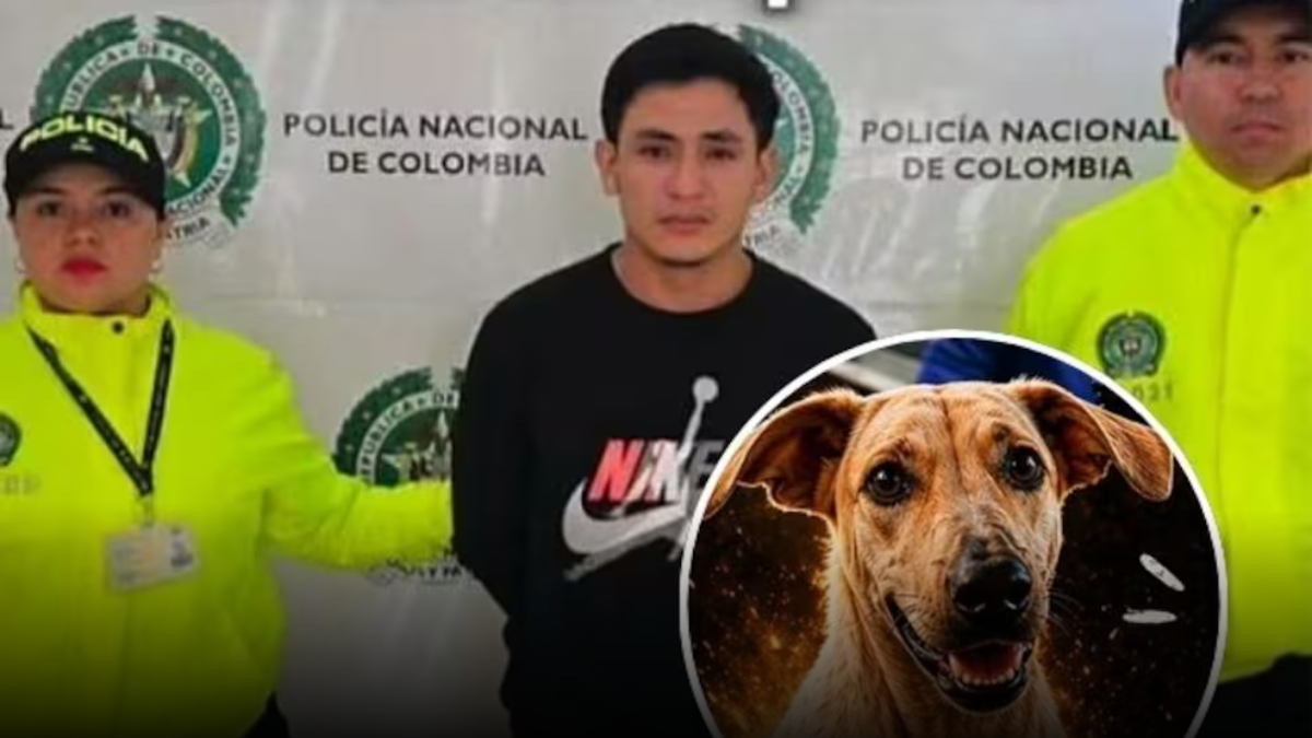 A prisión presunto responsable de la muerte de la perrita Kira en Bucaramanga