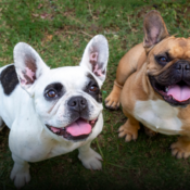 Más de 160 mascotas han sido reunidas con sus familias en Bogotá gracias a portal distrital