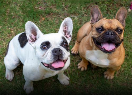Más de 160 mascotas han sido reunidas con sus familias en Bogotá gracias a portal distrital