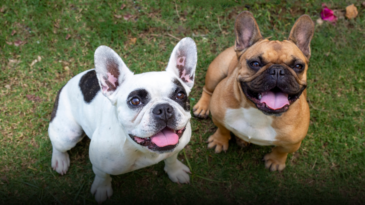 Más de 160 mascotas han sido reunidas con sus familias en Bogotá gracias a portal distrital