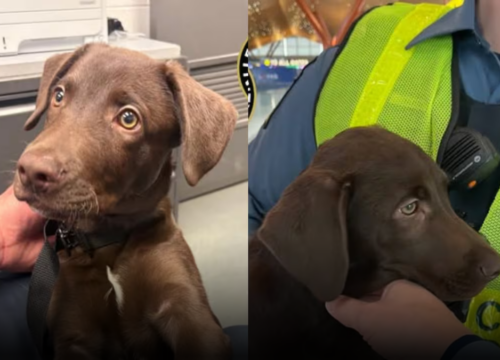 Abandonan cachorro en aeropuerto de Pittsburgh y dueño enfrenta cargos por crueldad animal