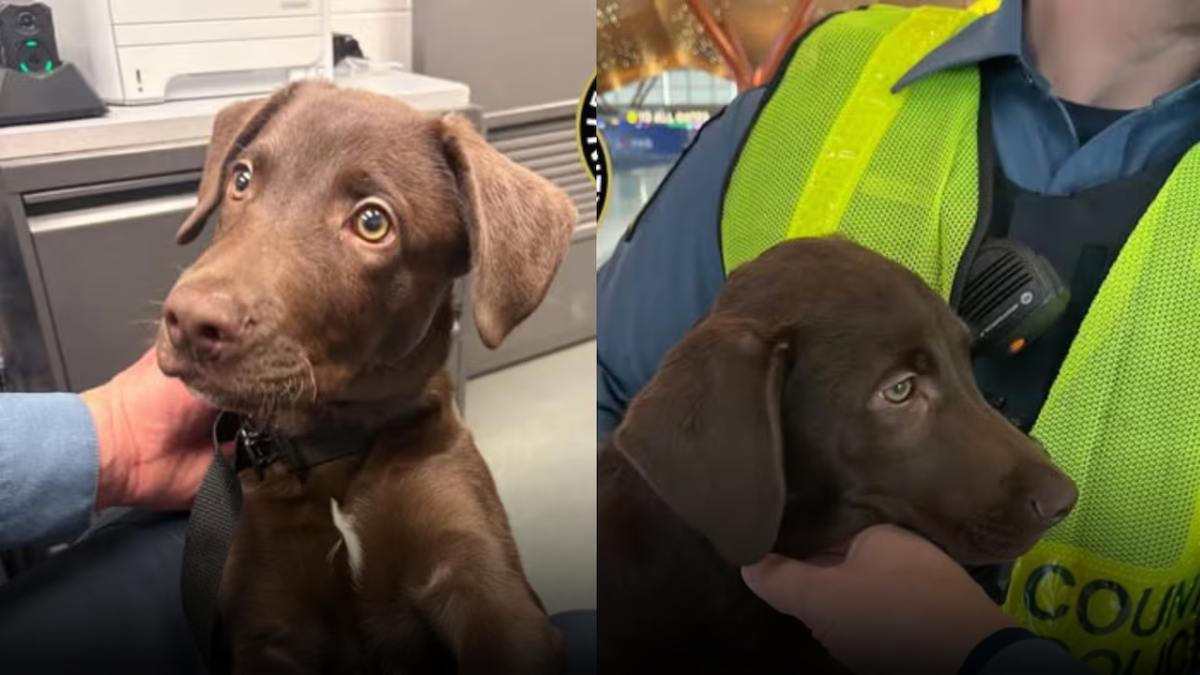 Abandonan cachorro en aeropuerto de Pittsburgh y dueño enfrenta cargos por crueldad animal