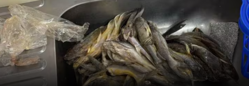 Operativos en Armenia dejan decomisos de pescado en condiciones inadecuadas