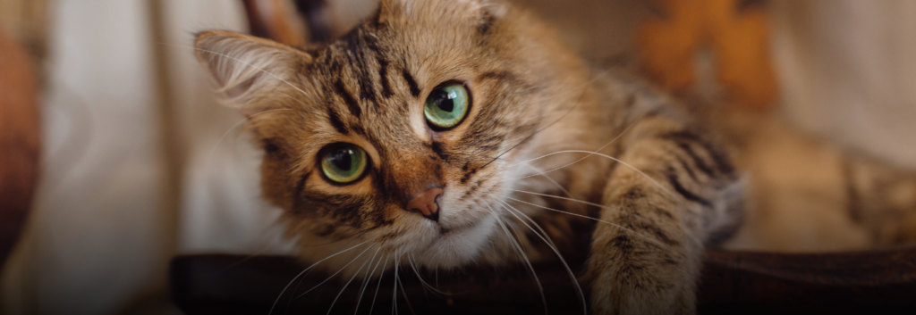 Alerta en La Virginia por caso de crueldad: un felino fue arrojado al río y logró ser salvado