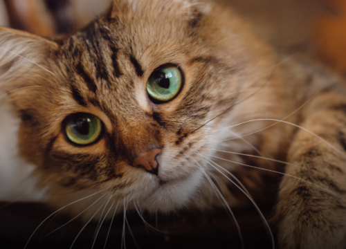 Alerta en La Virginia por caso de crueldad: un felino fue arrojado al río y logró ser salvado