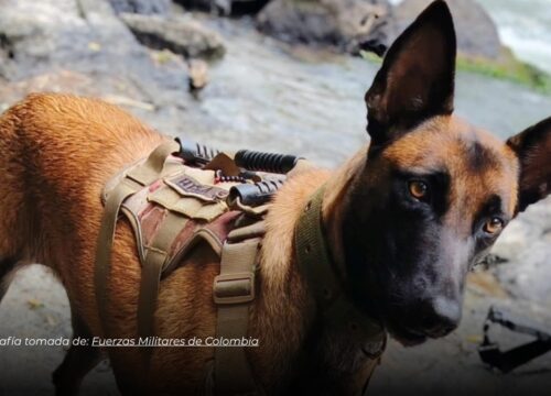 Perra del Ejército recorre 28 kilómetros tras ataque en el Catatumbo y logra reencontrarse con su guía