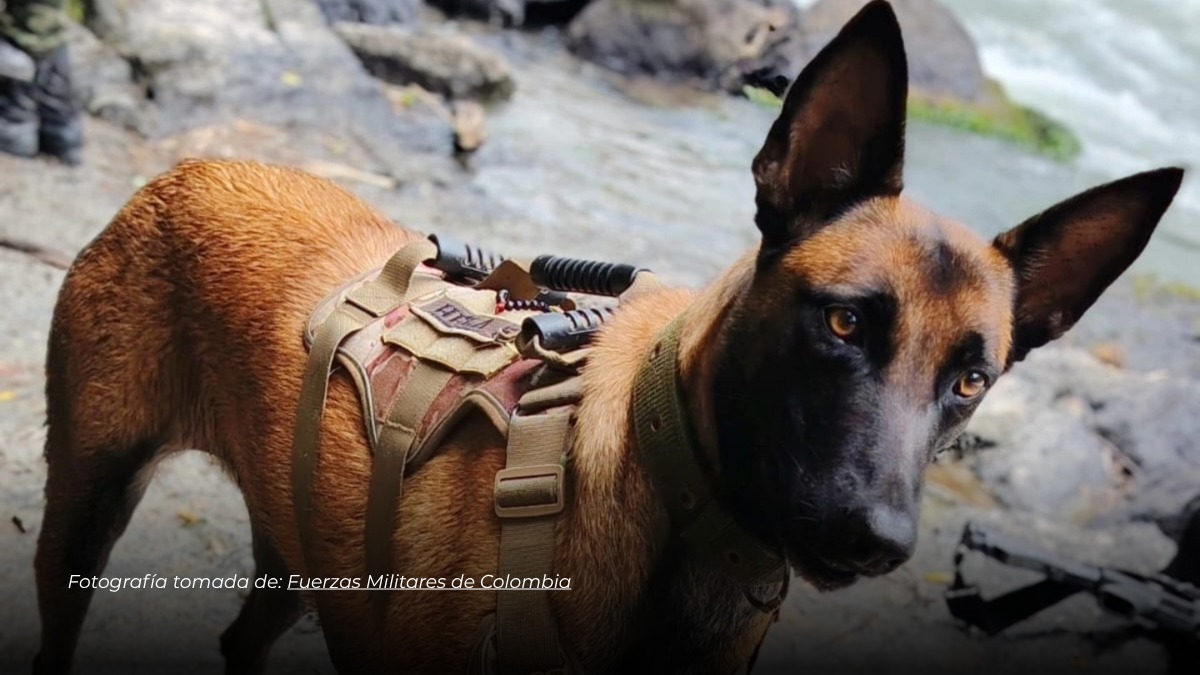 Perra del Ejército recorre 28 kilómetros tras ataque en el Catatumbo y logra reencontrarse con su guía