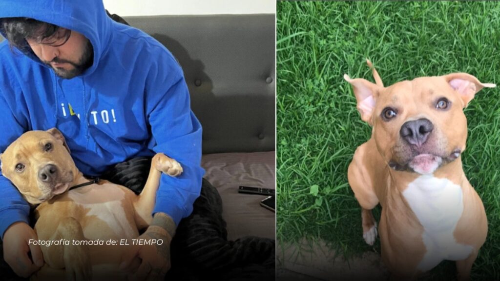 Influencer Camilo Triana anuncia la muerte de su perro Magnus tras recaída de cáncer