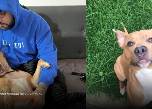 Influencer Camilo Triana anuncia la muerte de su perro Magnus tras recaída de cáncer