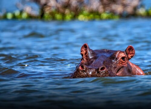 Gobierno autoriza eutanasia de hipopótamos en el Magdalena Medio para frenar su expansión